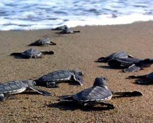 Caretta carettalar, Çıralı'nın simgesi oldu