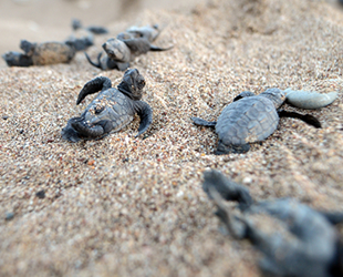 2 milyon caretta caretta yumurtası koruma altına alındı