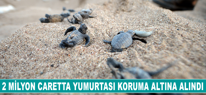 2 milyon caretta caretta yumurtası koruma altına alındı