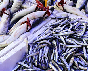 Ordu kıyılarında balık çeşidi sayısı artırılacak