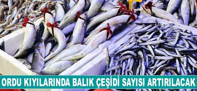 Ordu kıyılarında balık çeşidi sayısı artırılacak