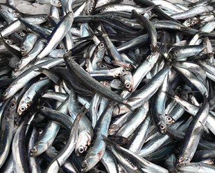 Balıkçılar, sezon başlamadan hamsiden umudu kesti