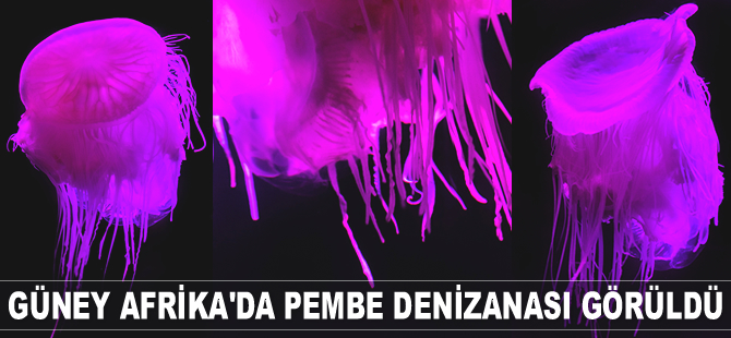 Güney Afrika’da pembe denizanası görüldü