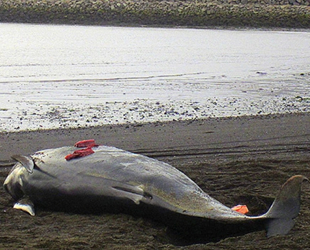 İzlanda'da kıyıya vuran 20 kılavuz balina öldü