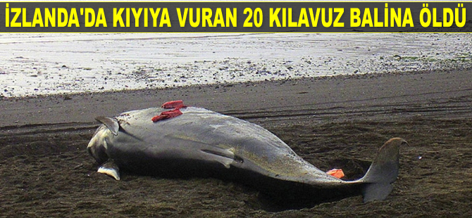 İzlanda'da kıyıya vuran 20 kılavuz balina öldü