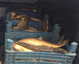 Kaçak balık avcılarına 9 bin lira para cezası kesildi