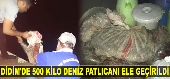 Didim’de 500 kilo deniz patlıcanı ele geçirildi