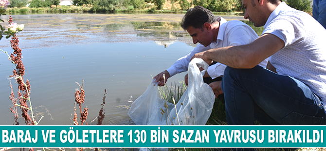 Hakkari'de baraj ve göletlere 130 bin sazan yavrusu bırakıldı