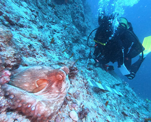 Tunç çağına ait batıkta kazı çalışması başladı