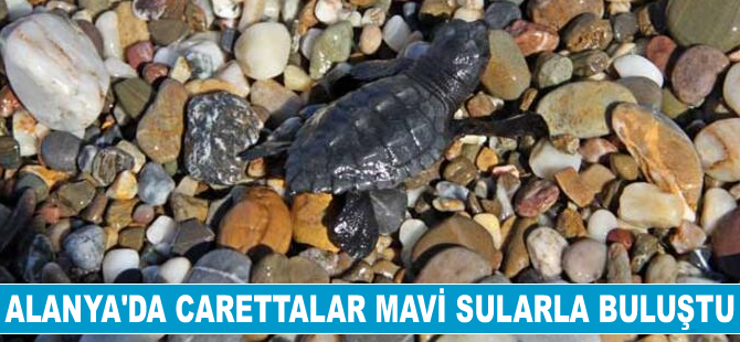 Alanya’da caretta carettalar mavi sularla buluştu