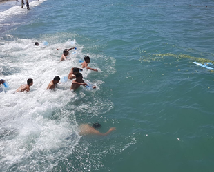Denizden defne yaprağı toplama yarışması düzenlendi