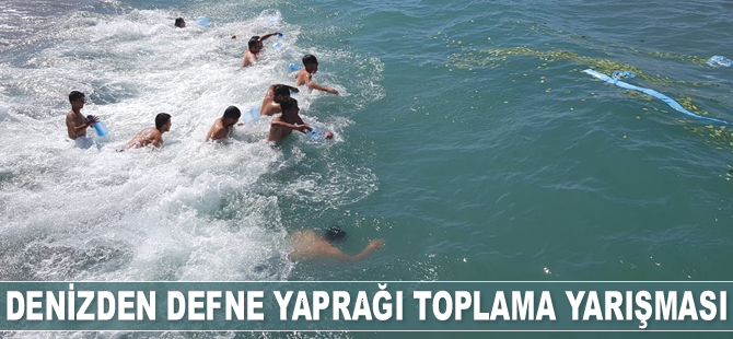 Denizden defne yaprağı toplama yarışması düzenlendi