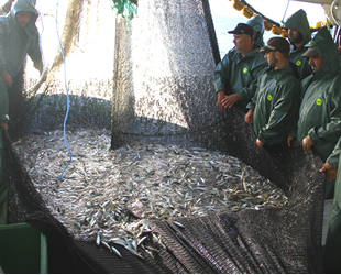 Samsun deniz avcılığının merkezi oldu