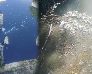 Çınarçık Deresi'ndeki balık ölümlerine tepki geldi