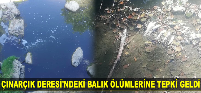 Çınarçık Deresi'ndeki balık ölümlerine tepki geldi