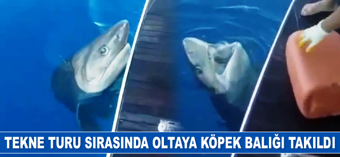 Tekne turu sırasında oltaya 3 metrelik köpek balığı takıldı