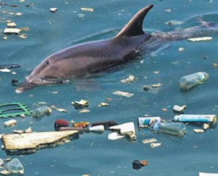 Marmara Denizi’nde yunustan fazla çöp var