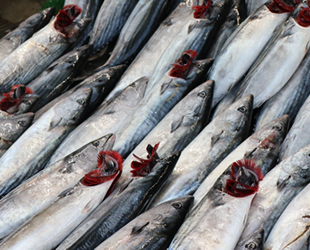Balıkçıları yeni sezon heyecanı sardı