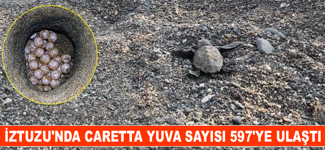 İztuzu Plajı'ndaki caretta yuva sayısı 597'ye ulaştı