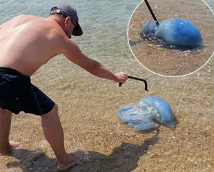 Mavi deniz canlılarının denizanası olduğu ortaya çıktı