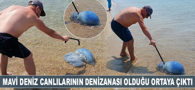 Mavi deniz canlılarının denizanası olduğu ortaya çıktı