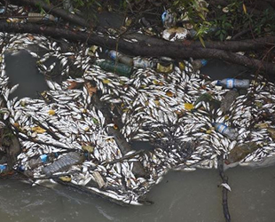 Bartın Irmağı'ndaki balık ölümleri incelenecek