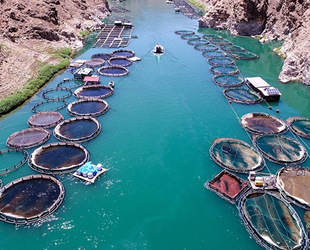 Barajlara bırakılan balıklarla ekonomiye yılda 940 milyon lira katkı sağlandı