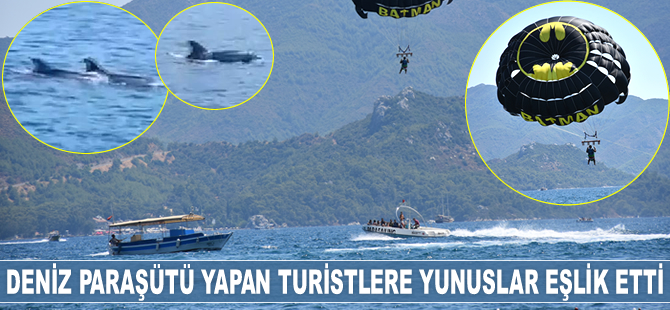 Deniz paraşütü yapan turistlere yunuslar eşlik etti