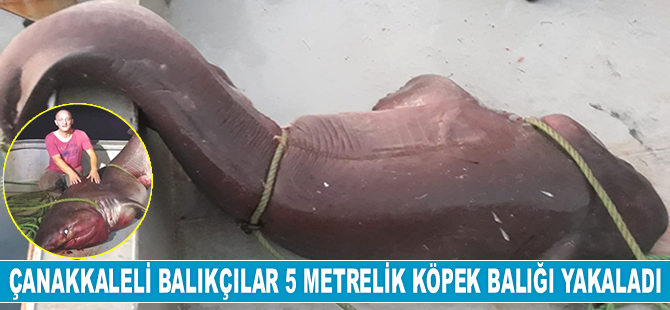 Çanakkaleli balıkçılar 5 metrelik köpek balığı yakaladı