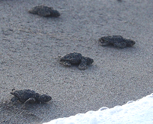 Patara’da yavru caretta carettalar denizle buluşturuldu