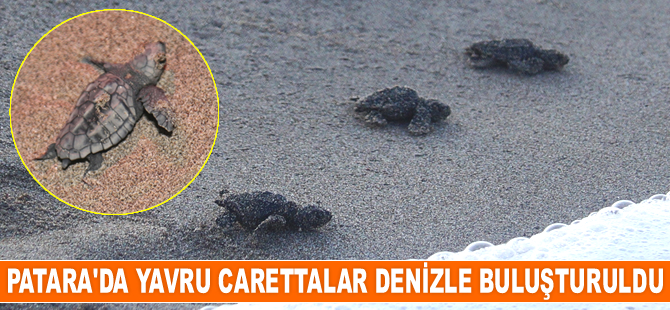 Patara’da yavru caretta carettalar denizle buluşturuldu