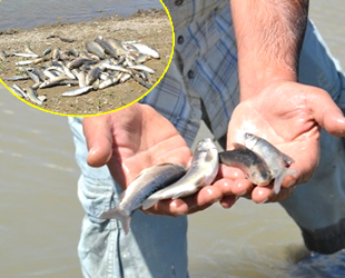 Murat Nehri’ndeki balık ölümleri endişelendirdi