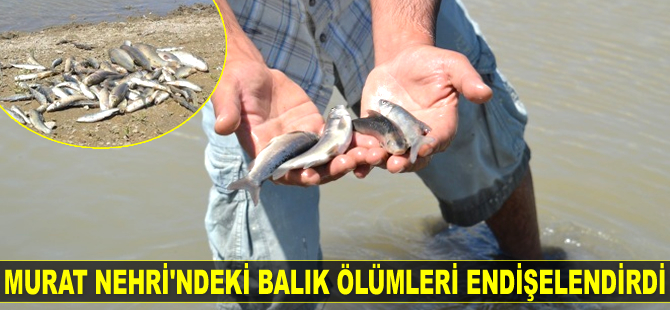 Murat Nehri’ndeki balık ölümleri endişelendirdi