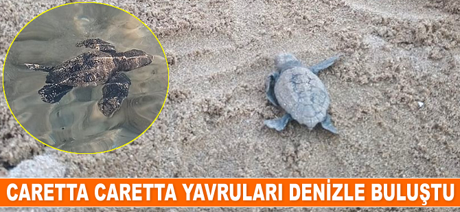 Aydın'da caretta caretta yavruları denizle buluştu