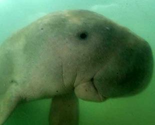 Deniz ineği ‘Meryem’, yediği plastik yüzünden öldü