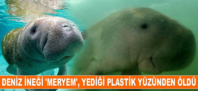 Deniz ineği ‘Meryem’, yediği plastik yüzünden öldü