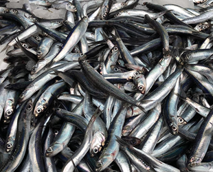 Balıkçıların yeni sezonda umudu hamsi olacak