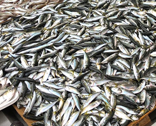 Fatsalı balıkçılar, istavrit ile sezona başlayacak