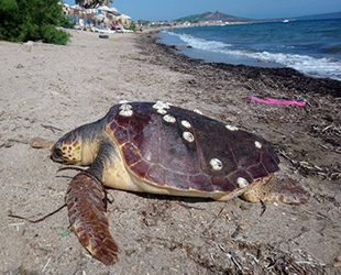 Ayvalık'ta iç organları çıkartılan caretta caretta kıyıya vurdu