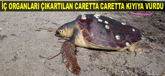 Ayvalık'ta iç organları çıkartılan caretta caretta kıyıya vurdu