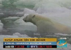 Kutup ayıları için zor günler