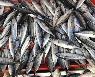 Bendevi Palandöken, balıkçılara bilinçli avlanma çağrısı yaptı