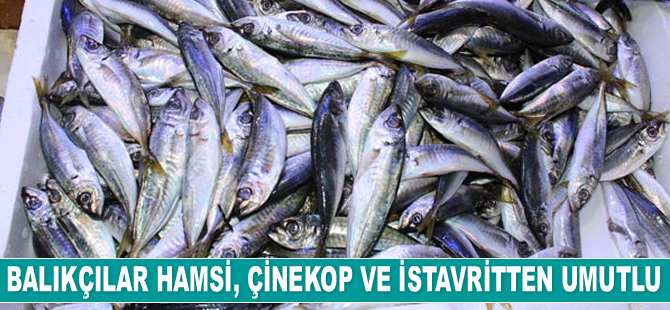 Balıkçıların yeni sezonda umudu hamsi, çinekop ve istavrit oldu