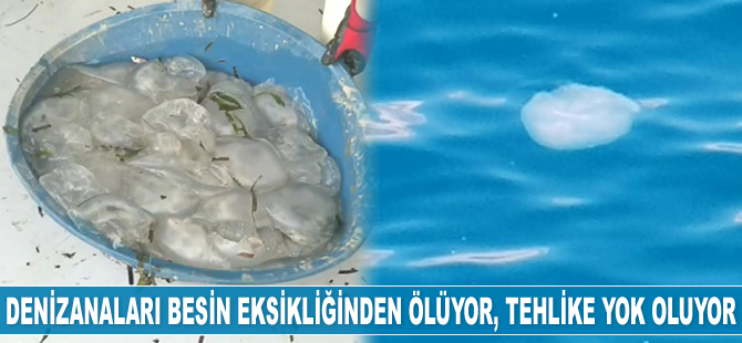 Denizanaları besin eksikliğinden ölüyor, tehlike yok oluyor