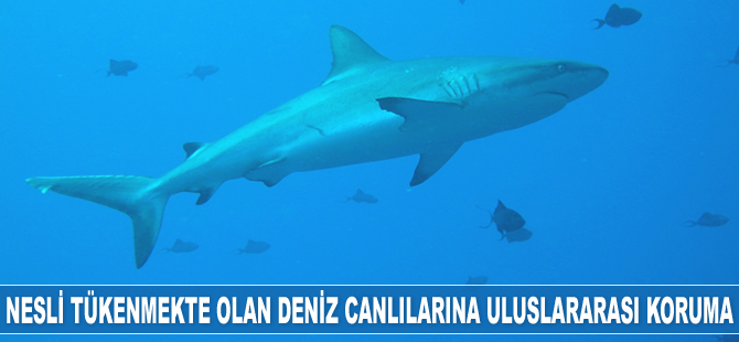 Köpek balığı ve vatoz türüne yönelik av yasağını öngören tasarı kabul edildi