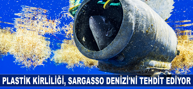 Plastik kirliliği, Sargasso Denizi’ni tehdit ediyor