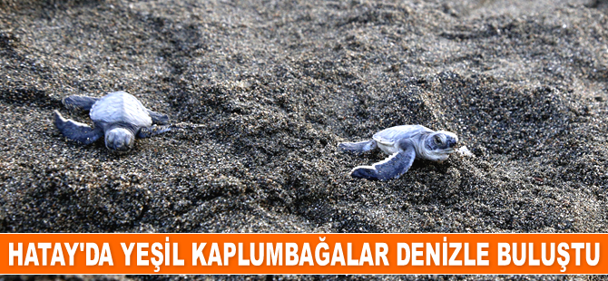 Hatay'da yeşil kaplumbağalar denizle buluştu