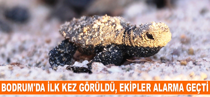 Caretta carettalar, Bodrum’da ilk kez görüldü