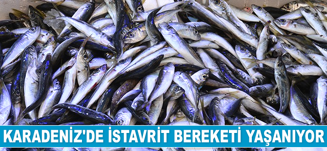 Sinop’ta istavrit bereketi yaşanıyor