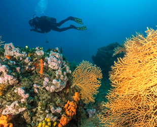 Ayvalık’ın sarı mercanları dalış dünyasının ilgisini çekiyor